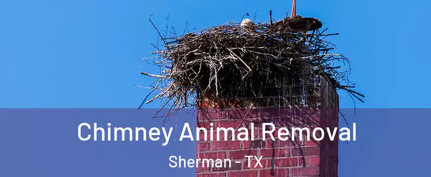 Chimney Animal Removal Sherman - TX