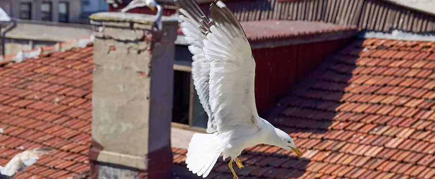 Residential Chimney Animal Removal Solution in Sherman, TX