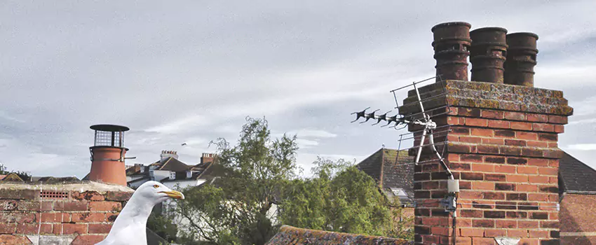 Chimney Cleaning And Restoration in Sherman, Texas